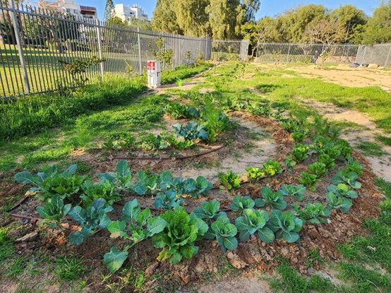 גינה קהילתית החצר קרית גנים